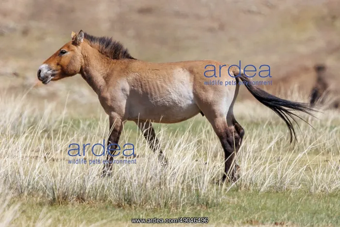 : PRZEWALSKI HORSE : PRZEWALSKI HORSE