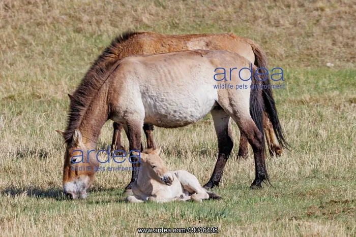 : PRZEWALSKI HORSE : PRZEWALSKI HORSE