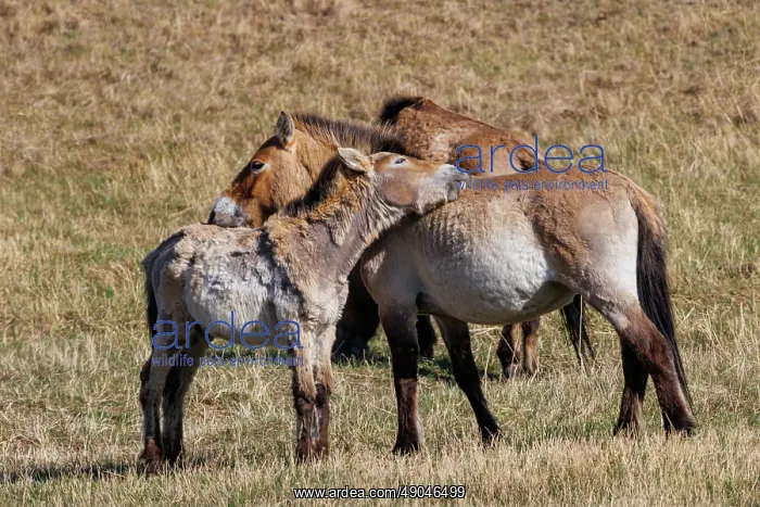 : PRZEWALSKI HORSE : PRZEWALSKI HORSE