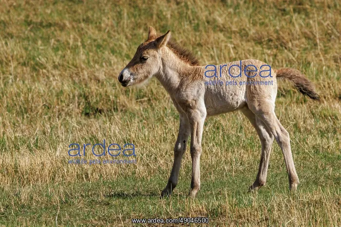 : PRZEWALSKI HORSE : PRZEWALSKI HORSE