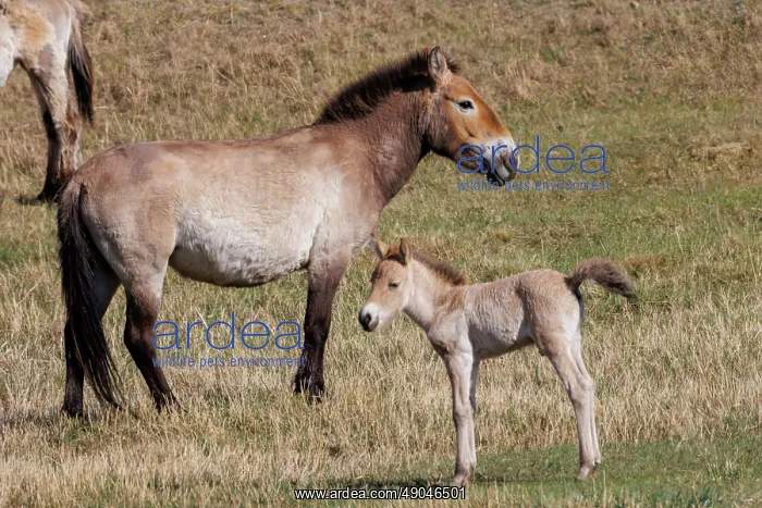 : PRZEWALSKI HORSE : PRZEWALSKI HORSE