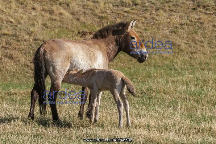 : PRZEWALSKI HORSE : PRZEWALSKI HORSE