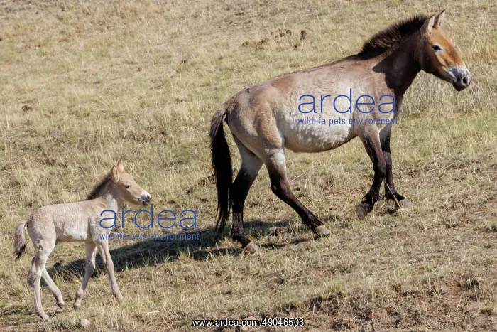 : PRZEWALSKI HORSE : PRZEWALSKI HORSE