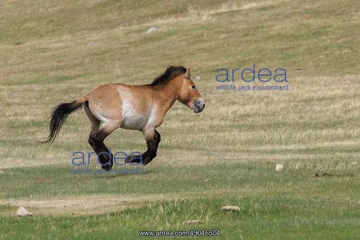 : PRZEWALSKI HORSE : PRZEWALSKI HORSE