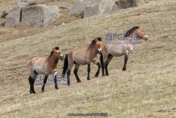 : PRZEWALSKI HORSE : PRZEWALSKI HORSE