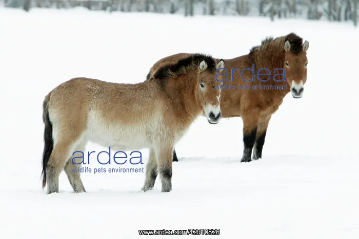  : Przewalski Horse - stallion and mare in snow