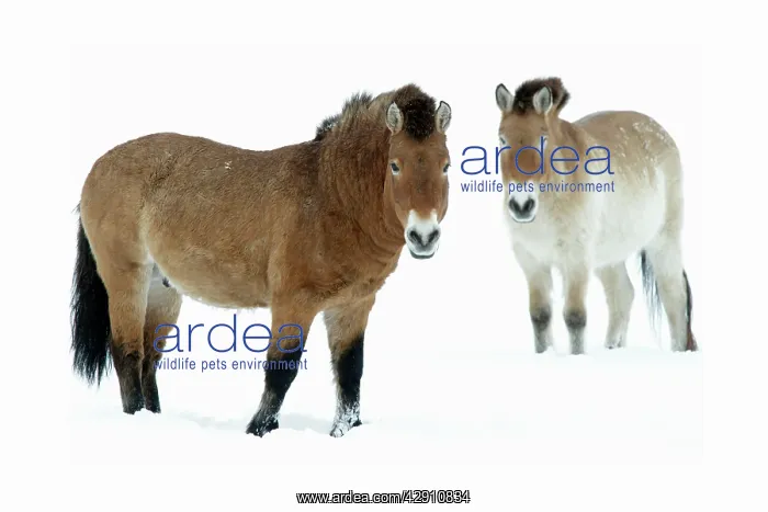 : Przewalski Horse - stallion and mare in snow : Przewalski Horse - stallion and mare in snow