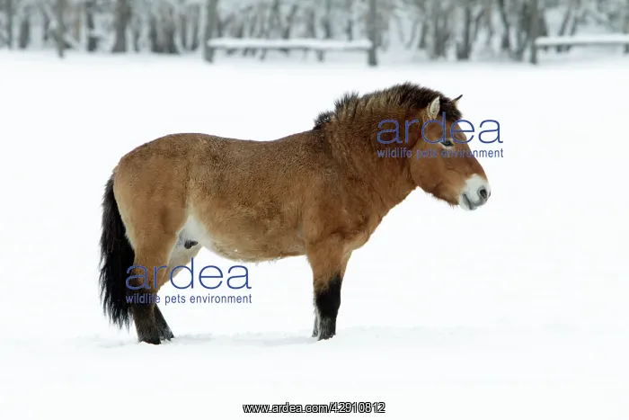 : Przewalski Horse - stallion in snow : Przewalski Horse - stallion in snow