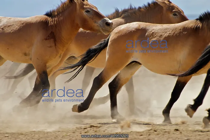 : Przewalski Wild Horses : Przewalski Wild Horses