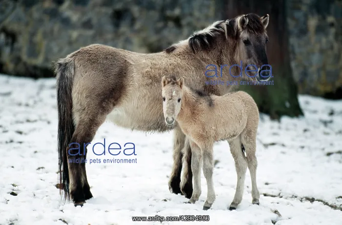 : PrzewalskiIs / Takhi / Mongolian Wild HORSE - side : PrzewalskiIs / Takhi / Mongolian Wild HORSE - side
