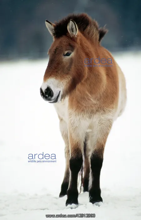  : PrzewalskiIs  /  Takhi  /  Mongolian Wild HORSE