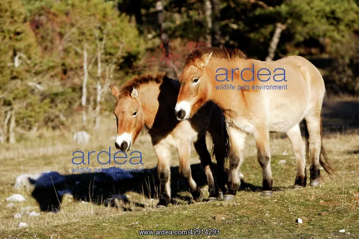 : PrzewalskiIs / Takhi / Mongolian wild horse : PrzewalskiIs / Takhi / Mongolian wild horse