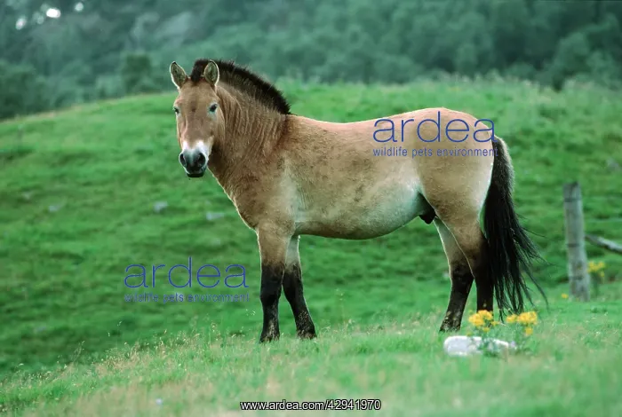 : PrzewalskiIs / Takhi / Mongolian wild horse : PrzewalskiIs / Takhi / Mongolian wild horse