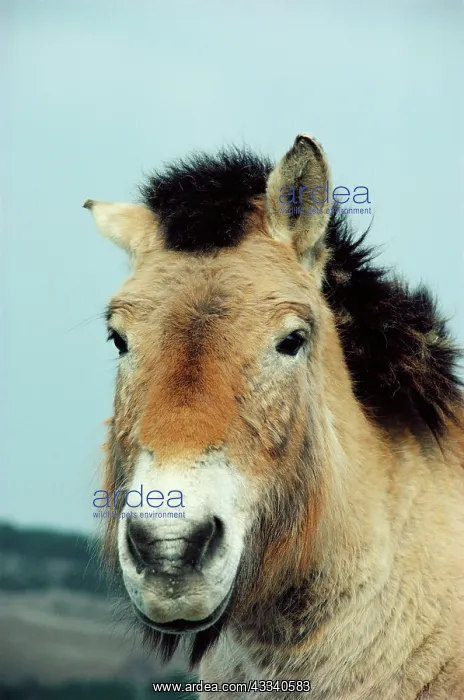  : PrzewalskiIs  /  Takhi  /  Mongolian Wild HORSE