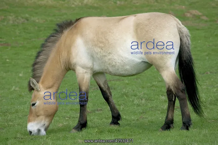 : PrzewalskiIs / Takhi / Mongolian Wild HORSE - grazing : PrzewalskiIs / Takhi / Mongolian Wild HORSE - grazing