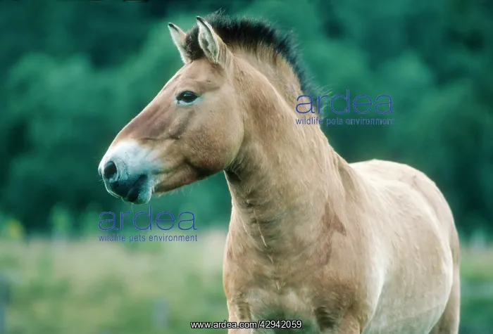 : PrzewalskiIs / Takhi / Mongolian wild horse - Highland : PrzewalskiIs / Takhi / Mongolian wild horse - Highland