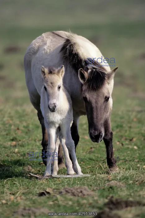  : PrzewalskiIs  /  Takhi  /  Mongolian wild horse - mare with foal