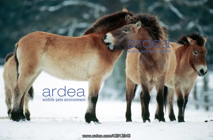 : PrzewalskiIs / Takhi / Mongolian Wild HORSES - grooming : PrzewalskiIs / Takhi / Mongolian Wild HORSES - grooming