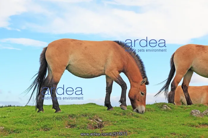: Przewalski's Horse : Przewalski's Horse