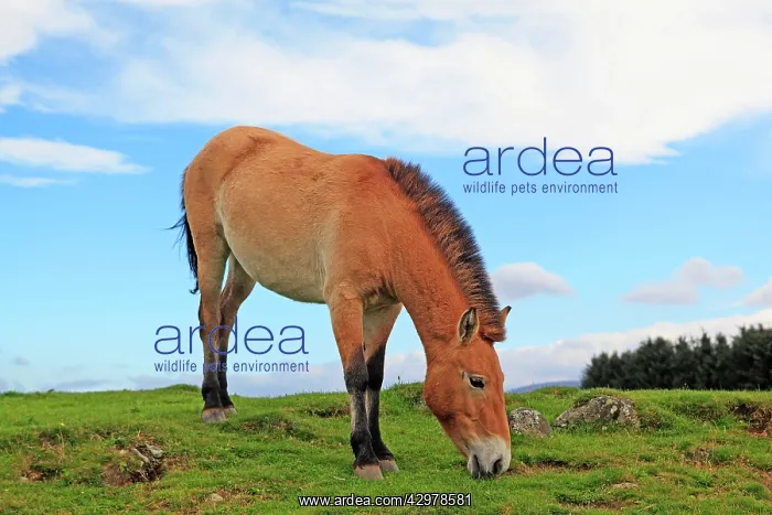 : Przewalski's Horse : Przewalski's Horse