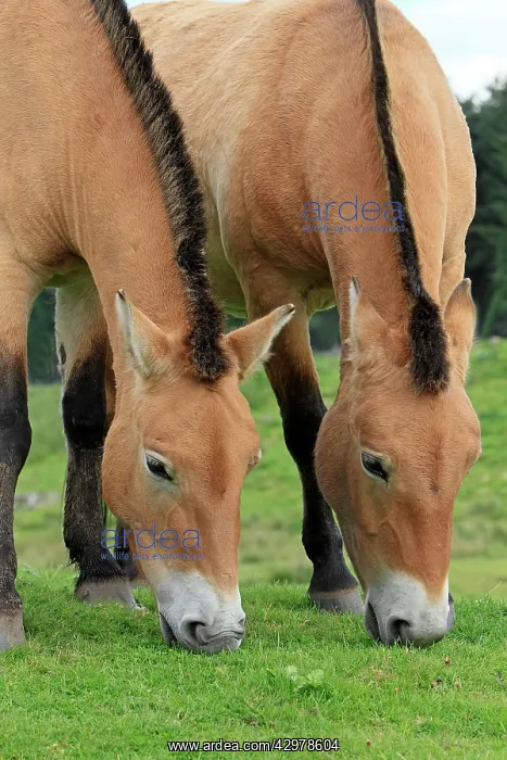 : Przewalski's Horse : Przewalski's Horse