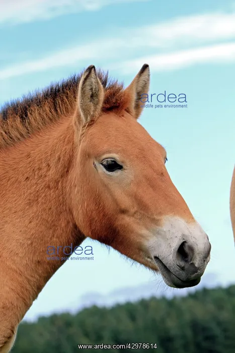 : Przewalski's Horse : Przewalski's Horse