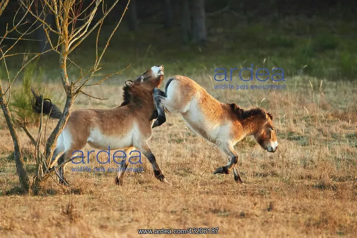 : Przewalski's horse (Equus ferus przewalskii) in : Przewalski's horse (Equus ferus przewalskii) in