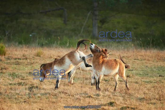 : Przewalski's horse (Equus ferus przewalskii) in : Przewalski's horse (Equus ferus przewalskii) in