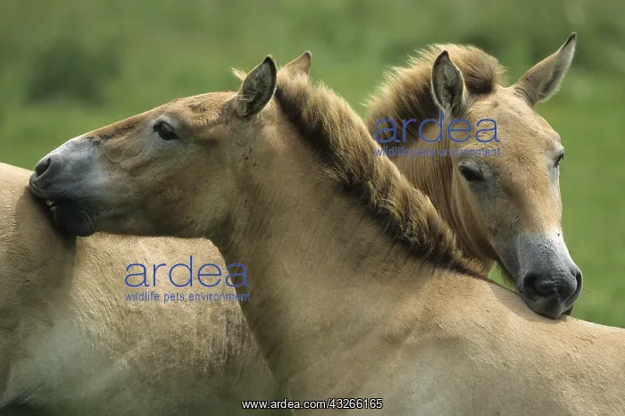 : Przewalski's Horse (Equus ferus przewalskii) c : Przewalski's Horse (Equus ferus przewalskii) c