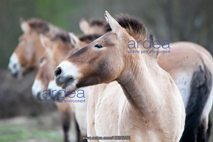 : Przewalski's horse (Equus przewalskii), herd in : Przewalski's horse (Equus przewalskii), herd in