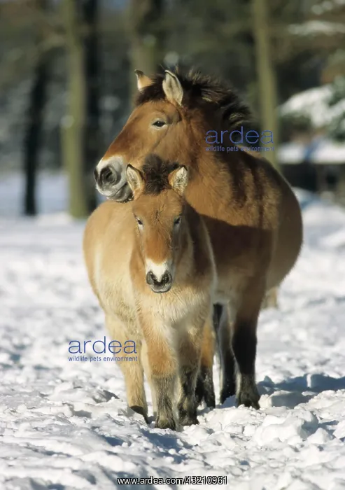 : Przewalski's Horse with a foal in snow, Hofgeismar : Przewalski's Horse with a foal in snow, Hofgeismar