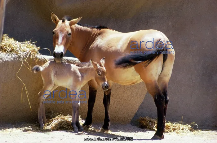 : Przewalski's Horse - mother & day old young : Przewalski's Horse - mother & day old young