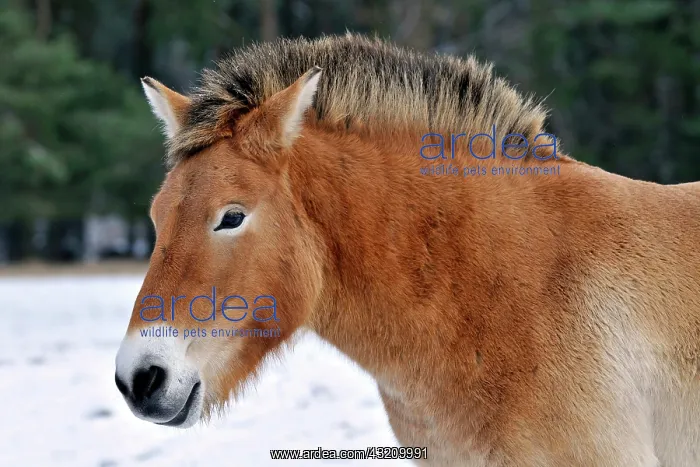 : Przewalski's Horse (Przewalski's Horse), portrait : Przewalski's Horse (Przewalski's Horse), portrait