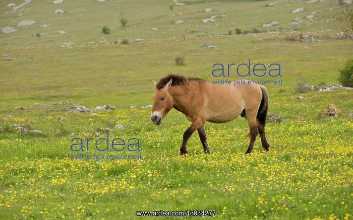 : Przewalski's Horse in a wild herd introduced Le : Przewalski's Horse in a wild herd introduced Le