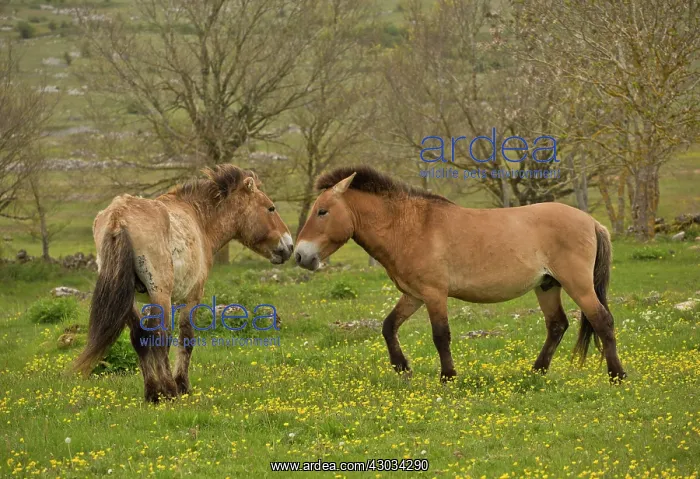 : Przewalski's Horse in a wild herd introduced Le : Przewalski's Horse in a wild herd introduced Le