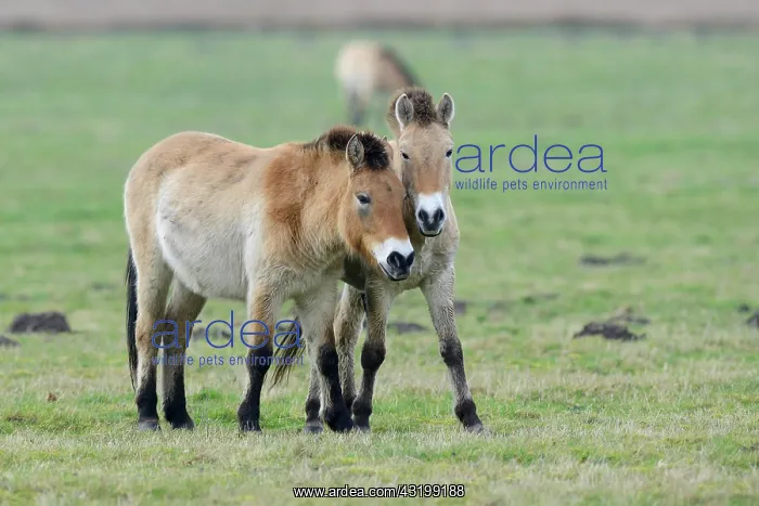 : Przewalski's Horses (Equus ferus przewalskii) : Przewalski's Horses (Equus ferus przewalskii)