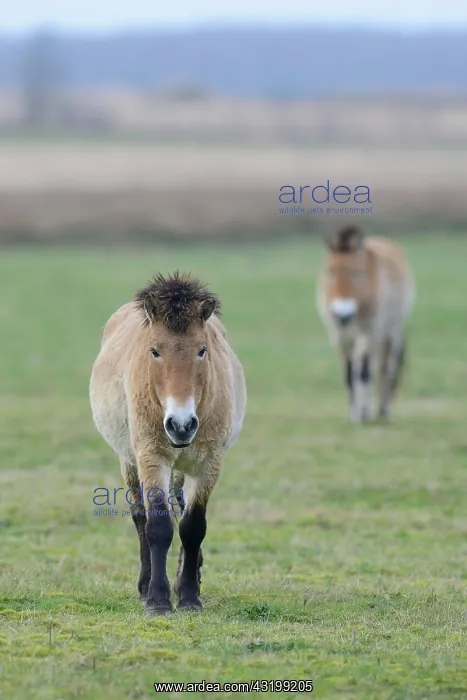 : Przewalski's Horses (Equus ferus przewalskii) : Przewalski's Horses (Equus ferus przewalskii)