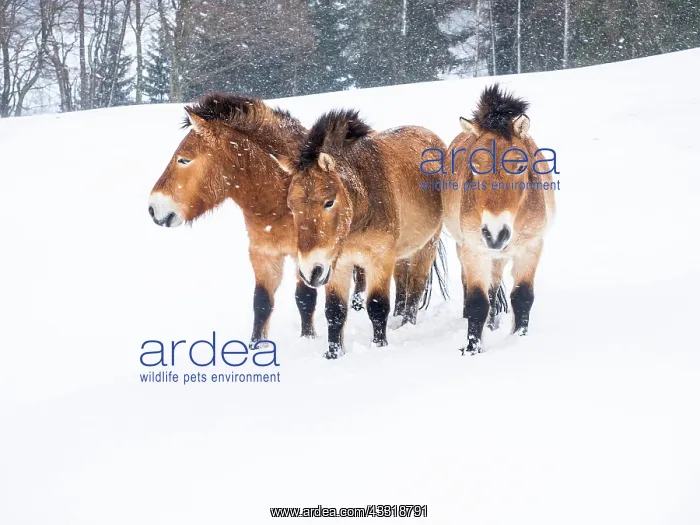 : Przewalskis horses (Equus przewalskii) during snowfall : Przewalskis horses (Equus przewalskii) during snowfall
