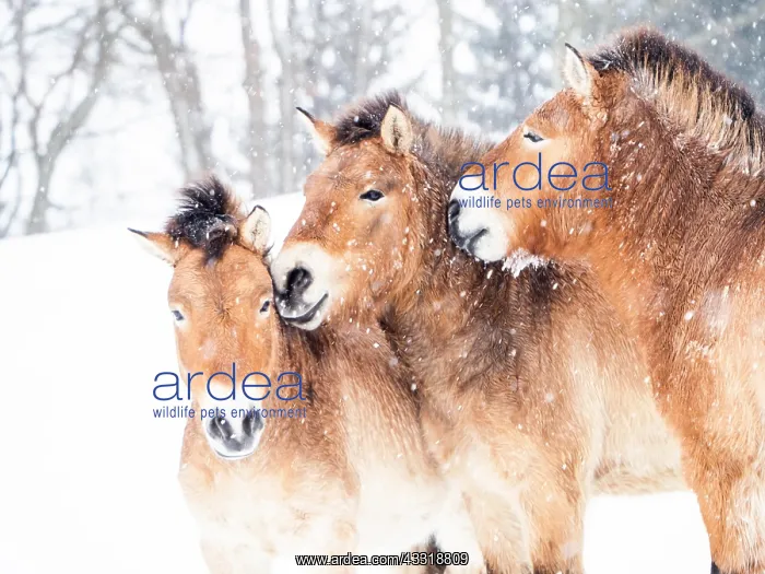 : Przewalskis horses (Equus przewalskii) during snowfall : Przewalskis horses (Equus przewalskii) during snowfall