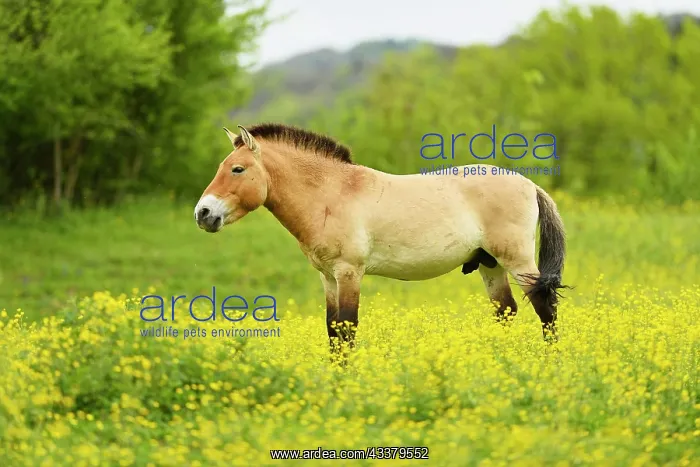 : Przewalski's stallion (Equus ferus przewalskii) : Przewalski's stallion (Equus ferus przewalskii)