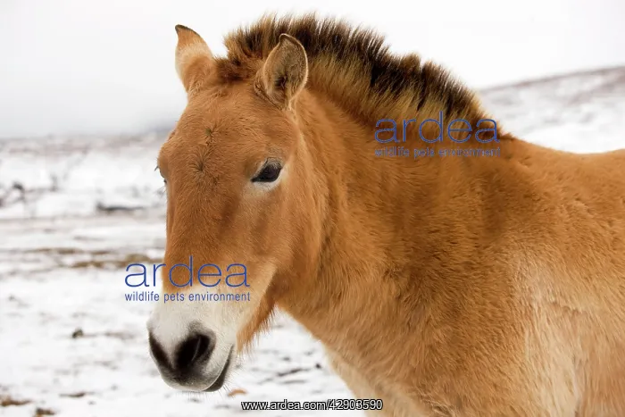 : Przewalski's / Takhi / Mongolian Wild Horse : Przewalski's / Takhi / Mongolian Wild Horse