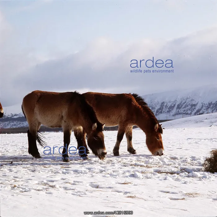 : Przewalski's / Takhi / Mongolian Wild HORSE - in snow : Przewalski's / Takhi / Mongolian Wild HORSE - in snow