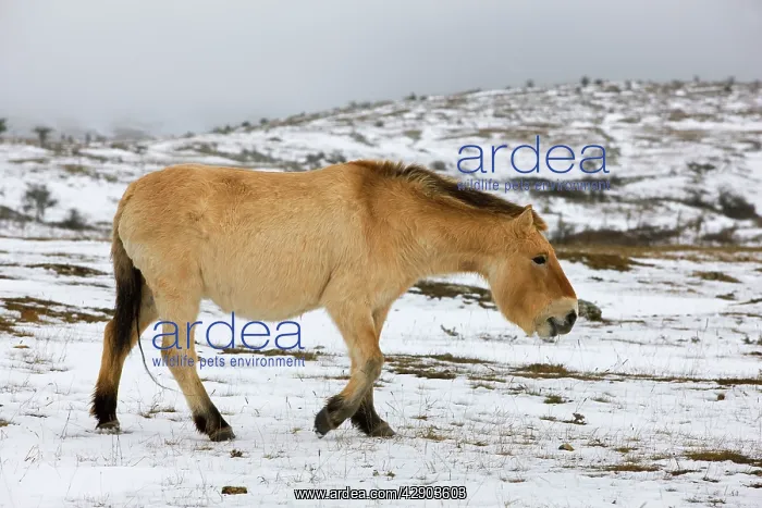 : Przewalski's / Takhi / Mongolian Wild Horses : Przewalski's / Takhi / Mongolian Wild Horses