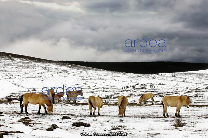 : Przewalski's / Takhi / Mongolian Wild Horses - grazing : Przewalski's / Takhi / Mongolian Wild Horses - grazing