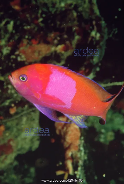 : Pseudanthias Fish : Pseudanthias Fish