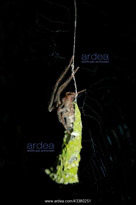 : Pseudo Orb Web Spider in nest : Pseudo Orb Web Spider in nest