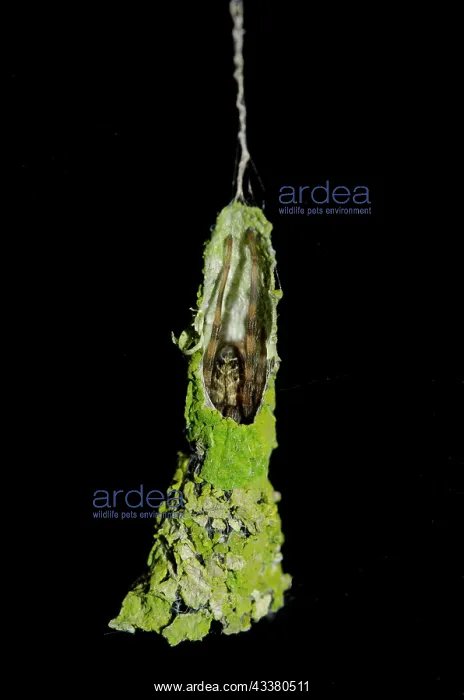 : Pseudo Orb Web Spider in nest : Pseudo Orb Web Spider in nest