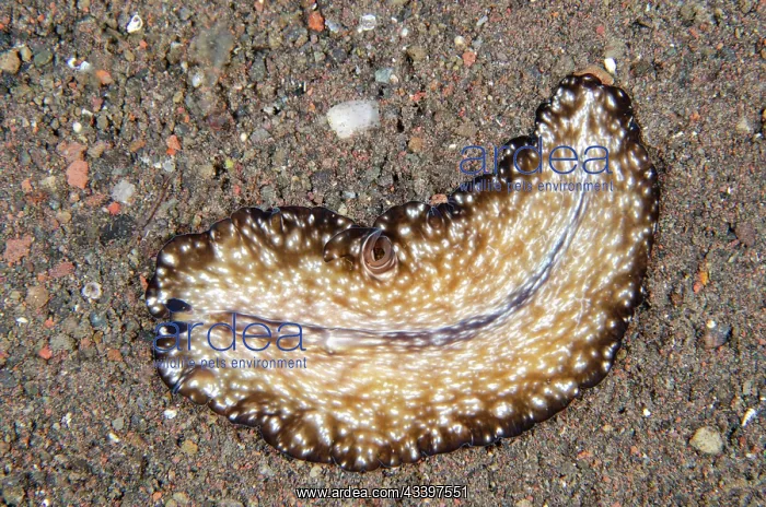 : Pseudobiceros Flatworm : Pseudobiceros Flatworm