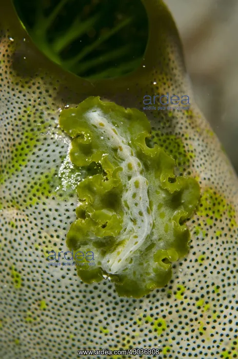 : Pseudobiceros Flatworm - on Green Tunicate (Didemnum : Pseudobiceros Flatworm - on Green Tunicate (Didemnum