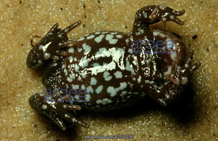 : A Pseudophryne frog - ventral surface typical of the genus : A Pseudophryne frog - ventral surface typical of the genus
